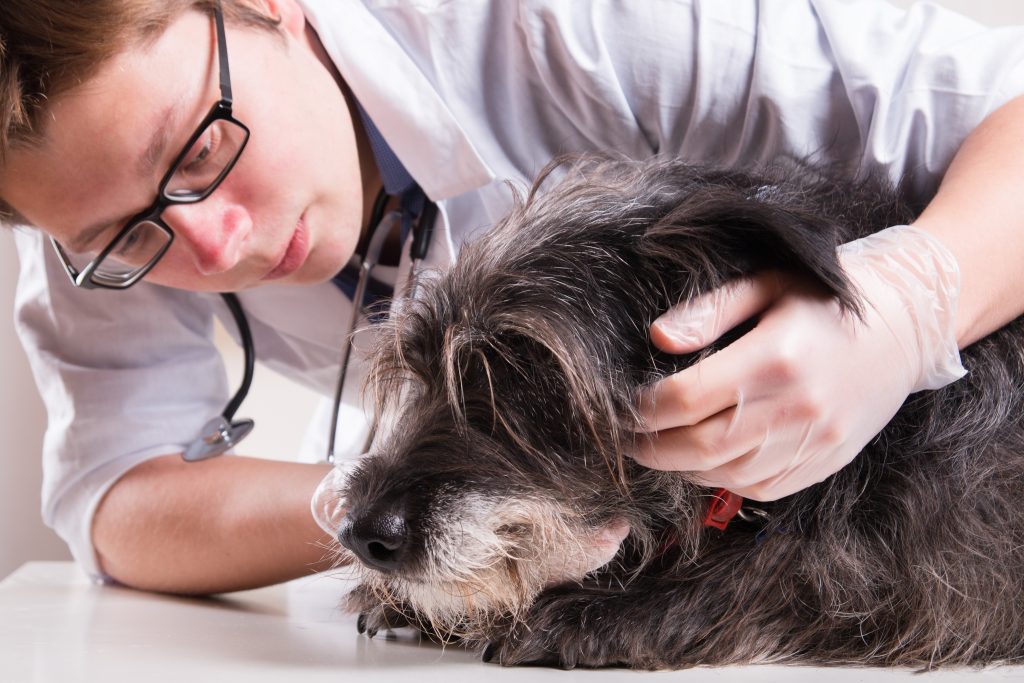 Polyarthritis in Dogs